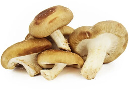Shiitake grzyby świeże ekologiczne (ok. 0,2 kg) (EKO)