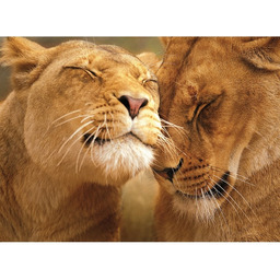 Clementoni 30305.2 - Ukochające lwy puzzle, 500 elementów