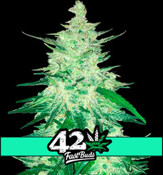 CBD Crack Auto - automatycznie kwitnące nasiona marihuany