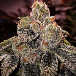 Ethos Genetics OG Dlux BX3 nasiona regularne