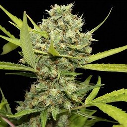 Pineapple Chunk - nasiona feminizowane 3 szt. Barney''s