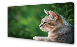 Obraz na płótnie Patrzący kot