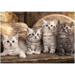 Obraz druk koty brytyjskie kocięta kotki