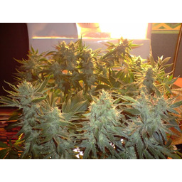 Ser - 5 nasion (Indoor), nasiona feminizowane Green