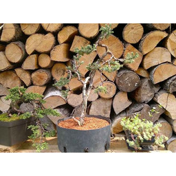 Euro-Akadama ziemia do bonsai 20 Kg/40L 5-12 mm