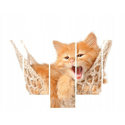 Obraz Kotek jego hamak