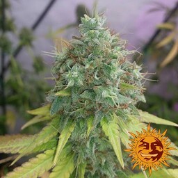 G13 Haze - 3 nasiona feminizowane Barney''s Farm