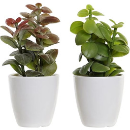 Dekoracyjna roślina marki DKD Home Decor Zielona Orange