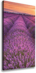 Foto obraz canvas pionowy Pole lawendy