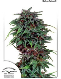 Durban Poison - nasiona standaryzowane 10 szt Dutch
