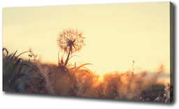 Foto obraz canvas Dmuchawiec