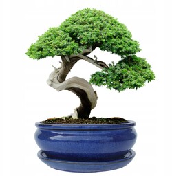 Donica bonsai z podstawką ceramiczna szkliwiona niebieska H:10x20,8x25,5cm