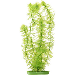 Marina Dekoracja do akwarium Hornwort 30 cm