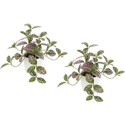 Sztuczna roślina pokojowa, mini Aucuba w doniczce, jedwabne