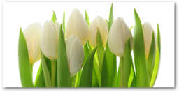 Foto obraz szkło hartowane Tulipany