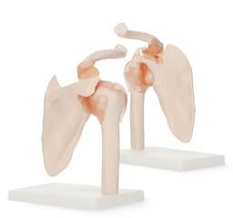Model anatomiczny 3D - staw barkowy z więzadłami