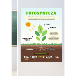 Fotosynteza- naklejka na ścianę