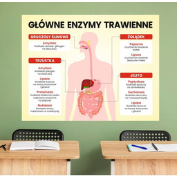 Główne enzymy trawienne- naklejka na ścianę