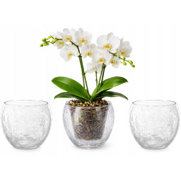 Zestaw 3x Doniczka szklana storczyków przezroczysta Osłonka Kula