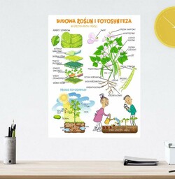 Naklejka na ścianę: Budowa roślin i fotosynteza