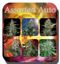 Buddha Seeds AutoMix 10szt Autoflowering Seeds BS