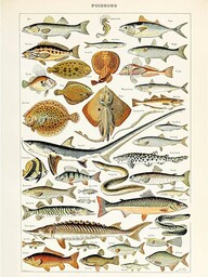 Millot Encyklopedia strona ryba rekin promień duży plakat