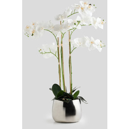 Stroik Orchide