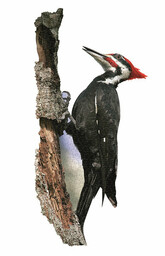 MADD CAPP, Puzzle konturowe I AM - Dzięcioł