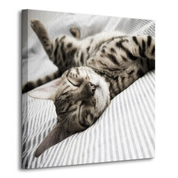 Śpiący Kot - Obraz na płótnie