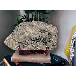 LAGOM HOUSE Żywica skamieniałości model dinozaura dinozaur replika