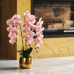Stroik Orchidiso