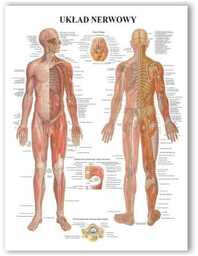 Plansza anatomiczna z uchwytem do zawieszenia - Układ