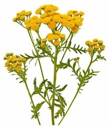 EQUIHERBS Wrotycz 1 kg