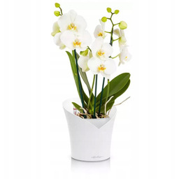 Doniczka Lechuza Orchidea Color samonawadniająca Biały Matowy