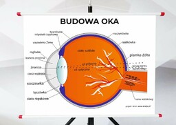 Plansza - Budowa Oka