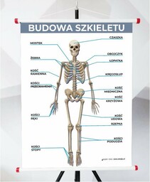Plansza - Budowa Szkieletu