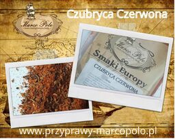 Czubryca Czerwona Ostra 35g