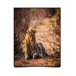 PUZZLE Pejzaż Krajobraz Afryka Lew A3 252 el