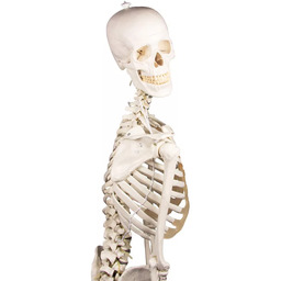 Szkielet anatomiczny &bdquo;Hugo&rdquo; z ruchomym kręgosłupem