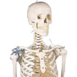 Szkielet anatomiczny &bdquo;Toni&rdquo; z ruchomym kręgosłupem i więzadłami