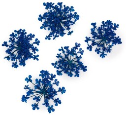 Suszone kwiaty do zdobień paznokci MollyLac Royal Blue