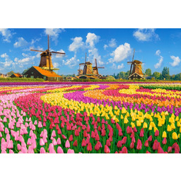 Puzzle 1000 el. C-105540-2 Dutch Windmills Among Tulips