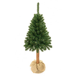 Choinka - Świerk kaukaski na pniu 220cm