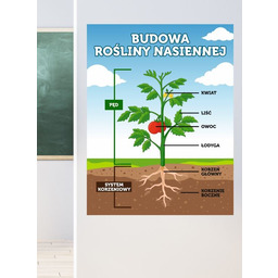 Budowa rośliny nasiennej- naklejka na ścianę