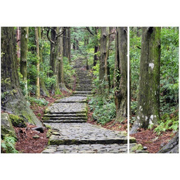Obraz Japońska ścieżka przez las
