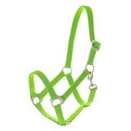 Mustang Kantar stajenny