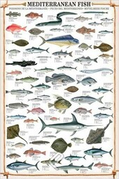 Educational Mediterranean Fish - śródziemnomorskie ryby edukacyjne plakat