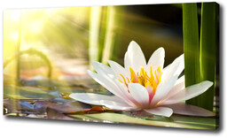 Foto obraz canvas Lilia wodna