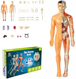 Edukacyjny Model Anatomiczny Ludzkiego Ciała Szkielet Organy Wewnętrzne