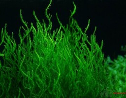 Mech Flame Moss Porcja 10 gałązek In Vitro